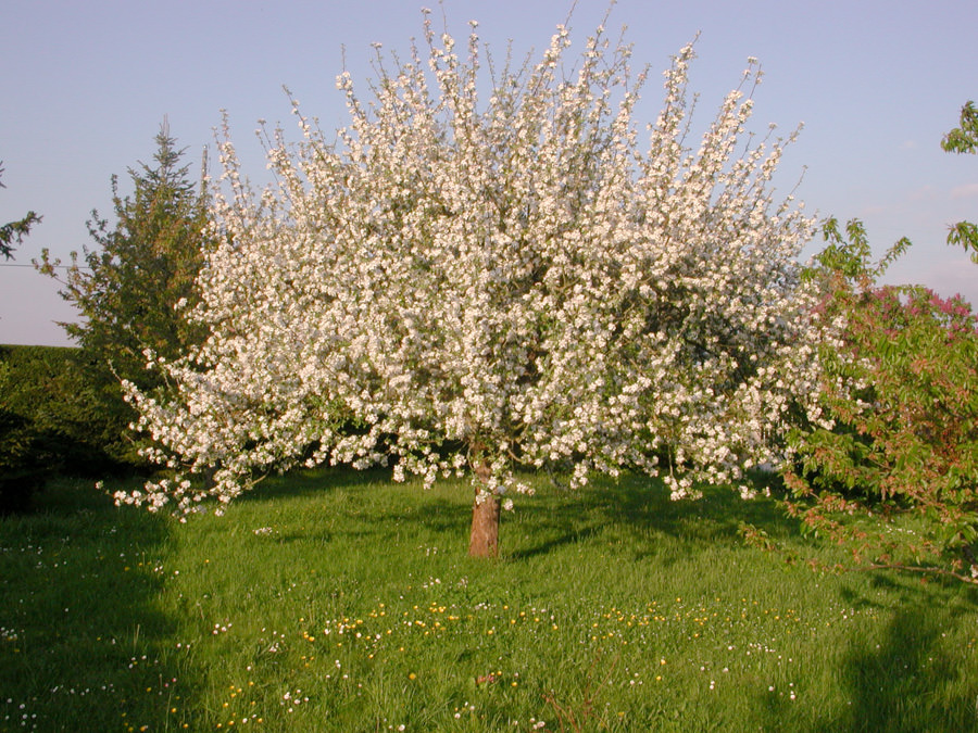 Cerisier au printemps
